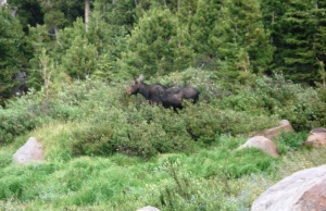 A moose grazing near one of our campsites.